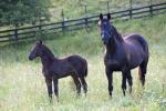 Royal Prize and 2013 Savabeel filly at Dormello Stud - photo by Sherry Roberts Photography